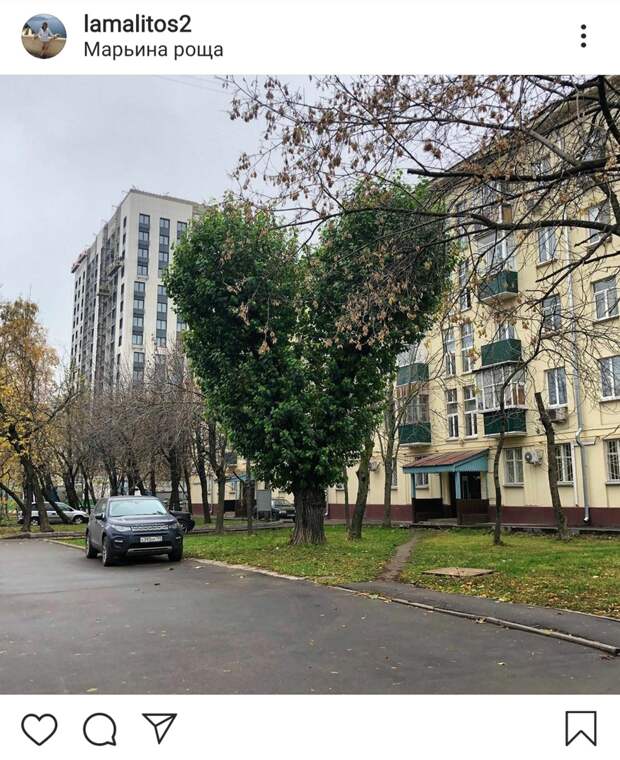 Фото дня: в Марьиной роще заметили романтичное дерево