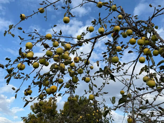 Опрыскайте яблони этими тремя составами в конце апреля — и завязь перестанет сыпаться, а ветки будут гнуться под урожаем