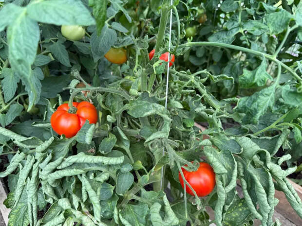 «Поливаю раз в неделю и забыл о гнили»: сажаю томаты в ямы по 4 куста — идеальный метод