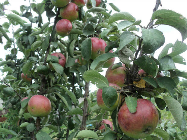 Слишком первая любовь (часть 57)