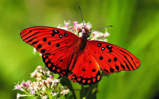 Бабочки животные, красные животные, природа, цвет