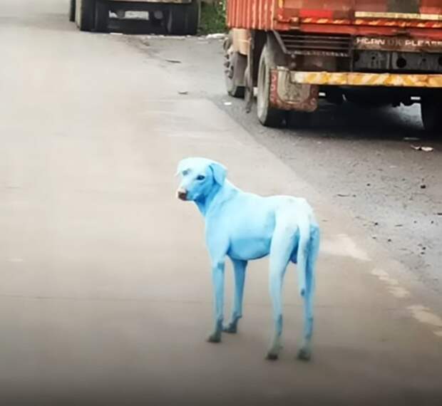 В Индии были найдены ярко-голубые собаки в мире, голубой, животные, индия, питомцы, собака, цвет