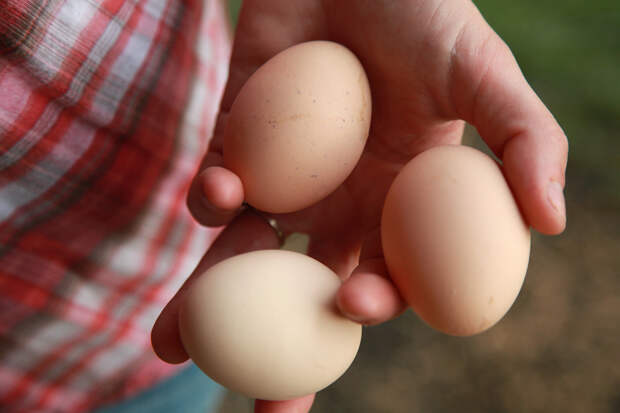 В Нигерии не принято кормить детей куриными яйцами, так как считается, что они станут ворами. Так что подумайте, прежде чем предлагать яичницу нигерийскому ребёнку. (United Soybean Board)