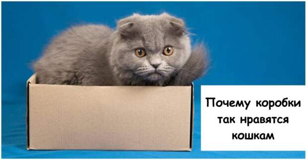 Почему коробки так нравятся кошкам