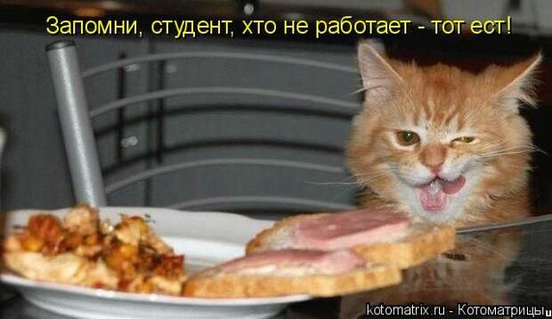 Свежие котоматрицы (86 картинок)