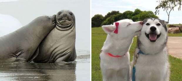Фотография: 25 милых фото, которые убедят вас, что собаки и тюлени — родственники №14 - BigPicture.ru