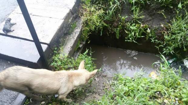 Ради спасения щенят житель Омска залез в затопленную канаву