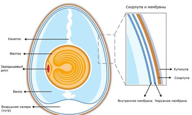 У яйца есть два составляющих: желток, масса которого составляет около 1/3 массы яйца, и белок, имеющий 2/3 массы / Фото: russkie-perepela.ru