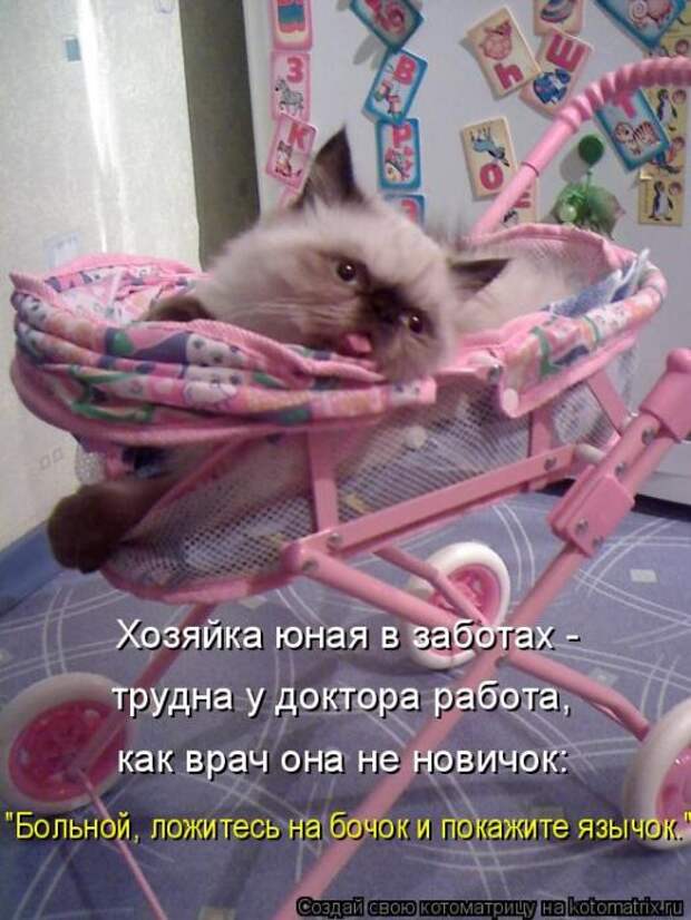 Лучшие котоматрицы недели (50 фото)