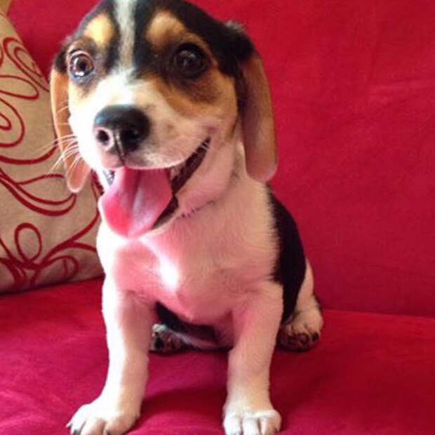 adopted-dogs-first-day-home-3-5795f638587c5__700