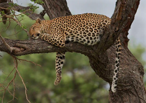 В одной стране объявили о нашествии «несуществующих» хищников