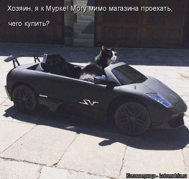 Лучшие котоматрицы недели (50 фото)