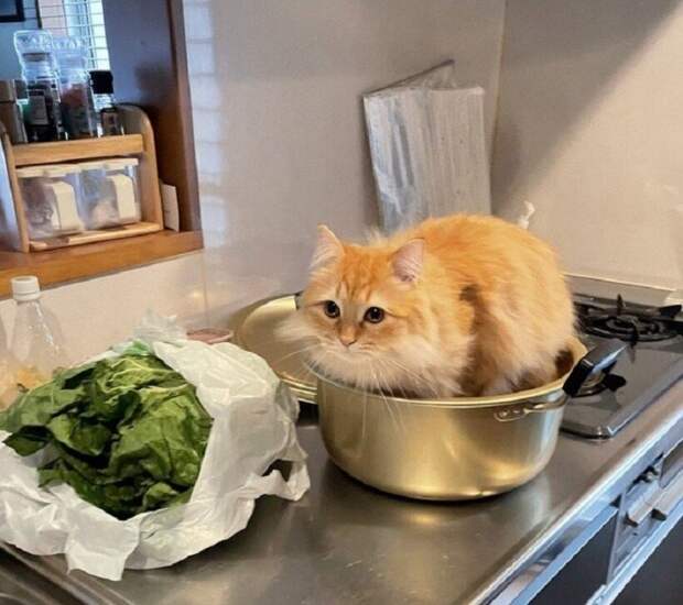Снимки хвостатых хулиганов, которым наглости не занимать
