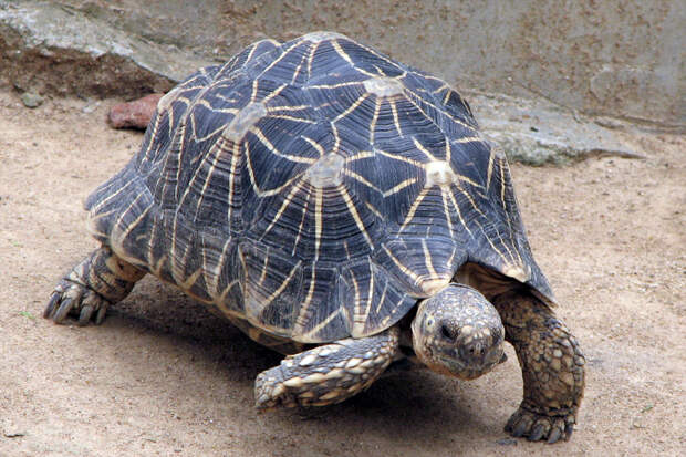 На теле 19-летней туристки обнаружили 30 живых черепах в аэропорту