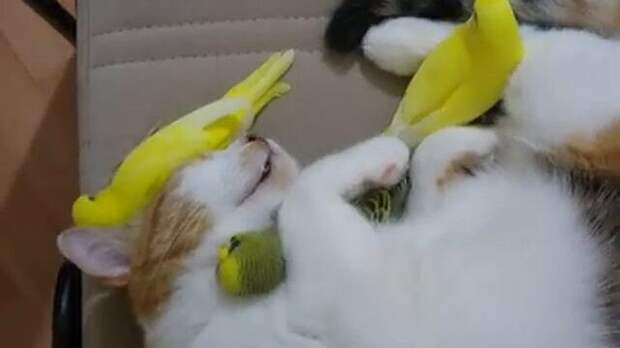 Маленькие разноцветные попугаи охраняют глубокий сон кошки