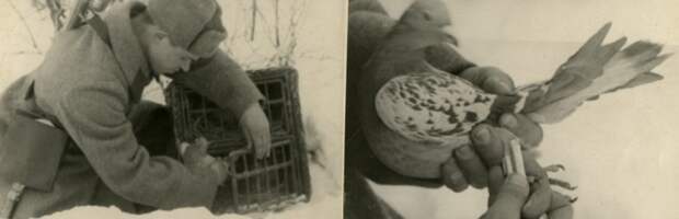 Боец А. Гончаров отправляет голубя с донесением. Март, 1942 г.