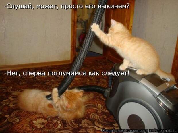 Свежая котоматрица для всех (44 фото)
