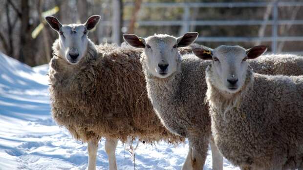 Овцы стоят на фоне снега