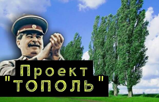 Зачем в СССР массово высаживали тополя и почему их сейчас вырубают? Объясняю просто