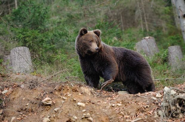Под Смоленском жители деревень просят защитить их от волков и медведей