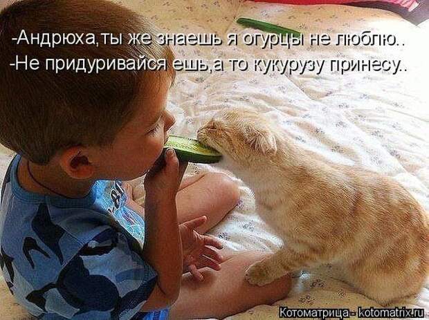 Лучшие котоматрицы недели (50 фото)