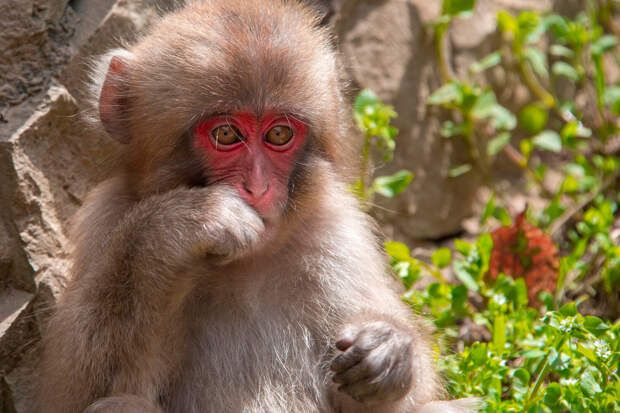 Ученых удивила причина, по которой обезьяны принимают ванны