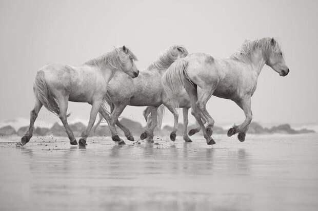 Белые лошади Камаргу. Фотограф Дрю Доггетт