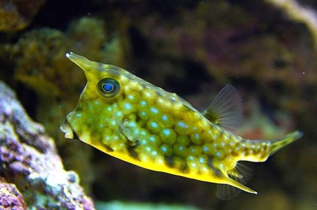 Kofferfisch_-_Kuhfisch_(Lactoria_cornuta)_02 Kofferfisch_-_Kuhfisch_(Lactoria_cornuta)_02