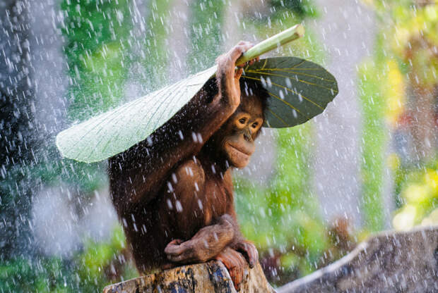 Тропический дождь на Бали.