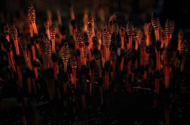 Номинация «Растения». «Светляки». Хвощ полевой необитаемого острова Уруп. Автор Артём Белошицкий