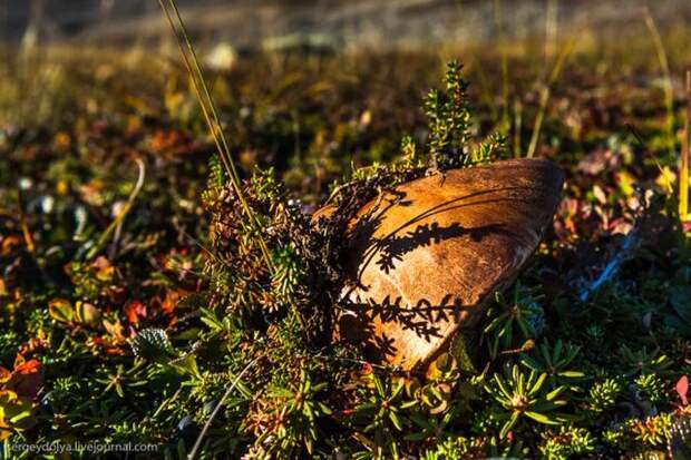 Как живут современные чукчи (29 фото)
