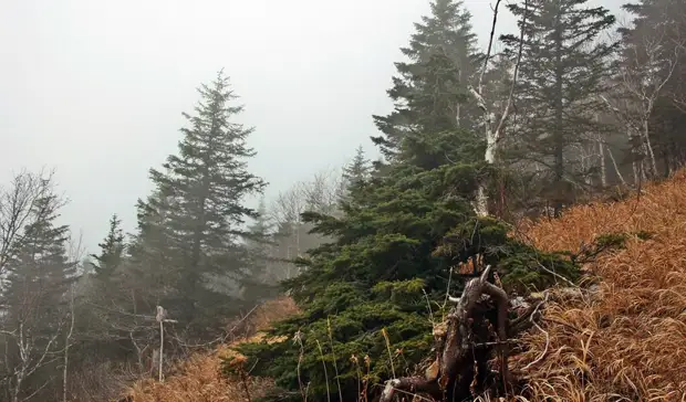 Накануне майских праздников приморцам запретили ходить в лес