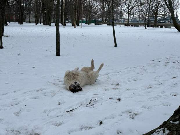 На выходных в центре Петербурга термометры опустятся ниже -17,7 градусов