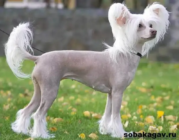 Китайская хохлатая собака. Описание, особенности, уход и цена китайской хохлатой