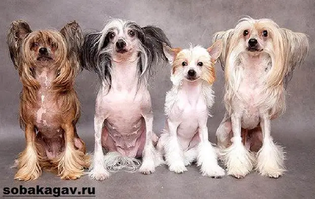 Китайская хохлатая собака. Описание, особенности, уход и цена китайской хохлатой