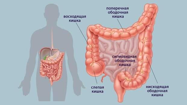 Насколько быстр ваш кишечник? Ответ на этот вопрос важен для вашего здоровья