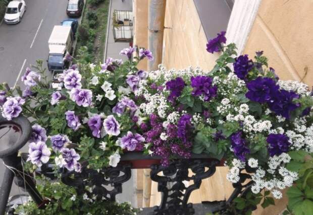 Растения предпочитают полузатемненное место с рассеянным солнцем на юго-западе или юго-востоке / Фото: forum-flower.ru Растения предпочитают полузатемненное место с рассеянным солнцем на юго-западе или юго-востоке / Фото: forum-flower.ru