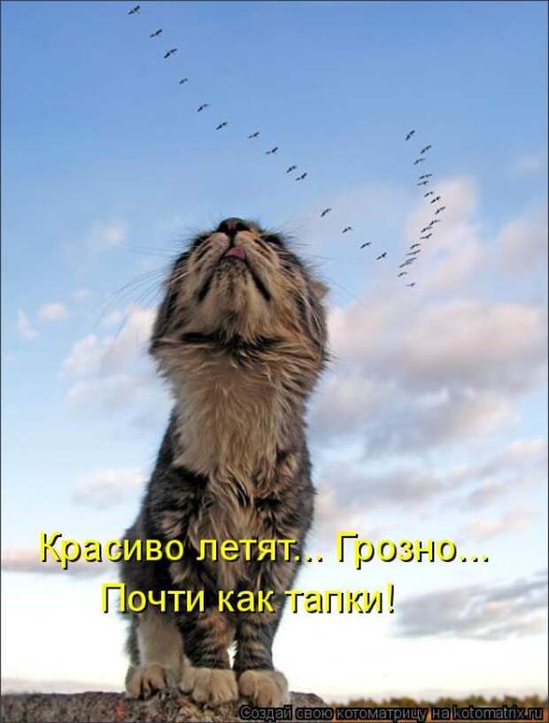 Лучшие котоматрицы недели Лучшие котоматрицы недели