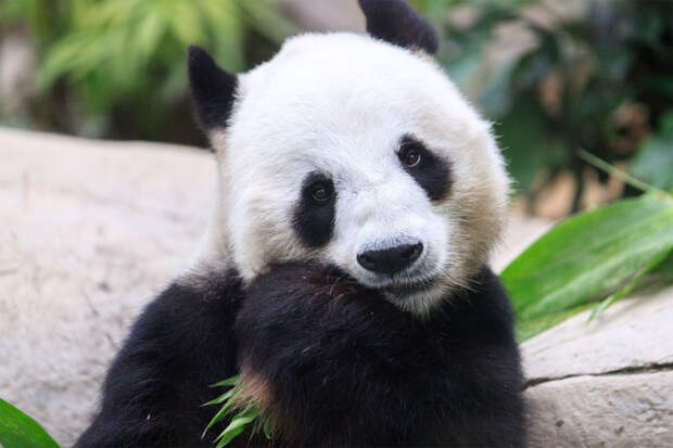 Маск: мошенники в правительстве США прикрывались заботой о пандах