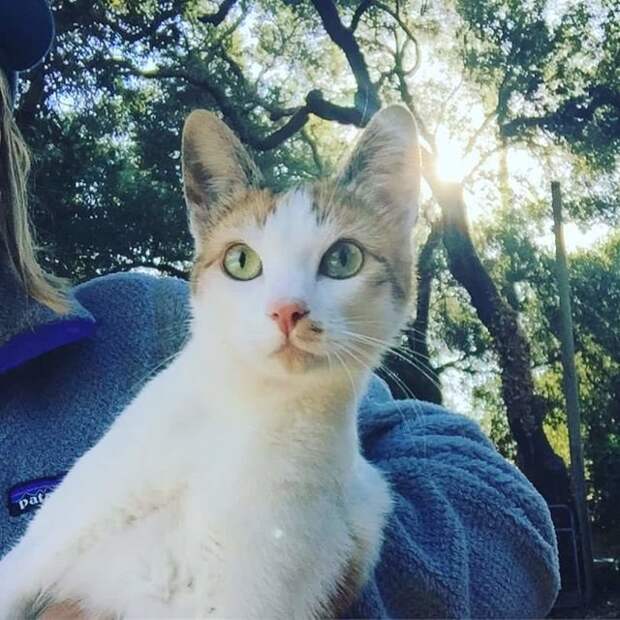 В Калифорнии владелица сгоревшего в пожаре дома нашла свою чудом спасшуюся кошку