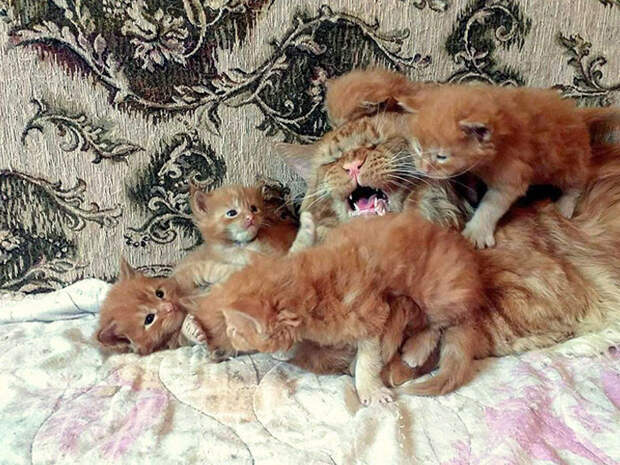 Родительские будни из животного мира на снимках