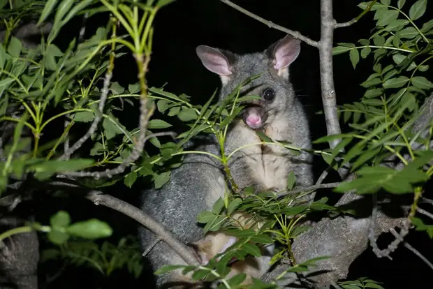 13 фото поссумов и опоссумов, которые покажут, что их все же сложно перепутать