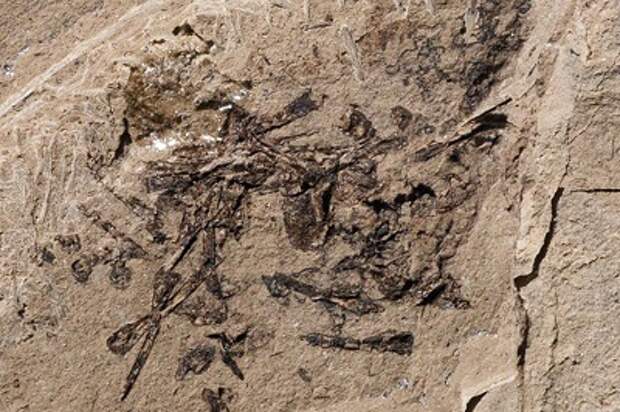 Палеонтологи распознали в окаменелостях рвотные массы древней рыбы