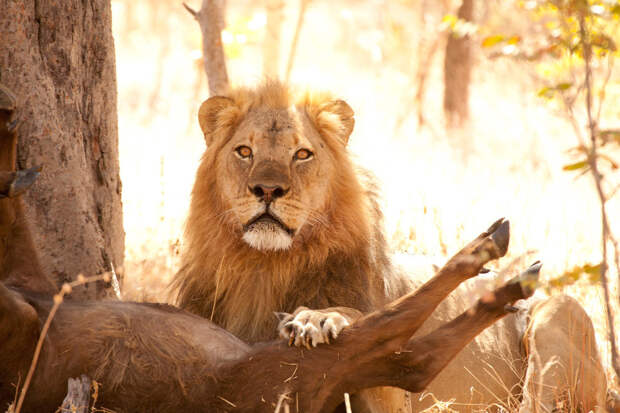 Национальный парк «Хванге» и лев Сесил