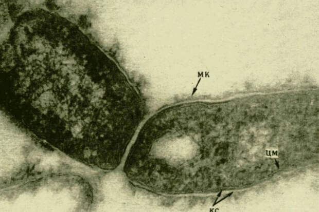 Фтизиатр Абрамченко: в России создан микобактериофаг для лечения туберкулеза