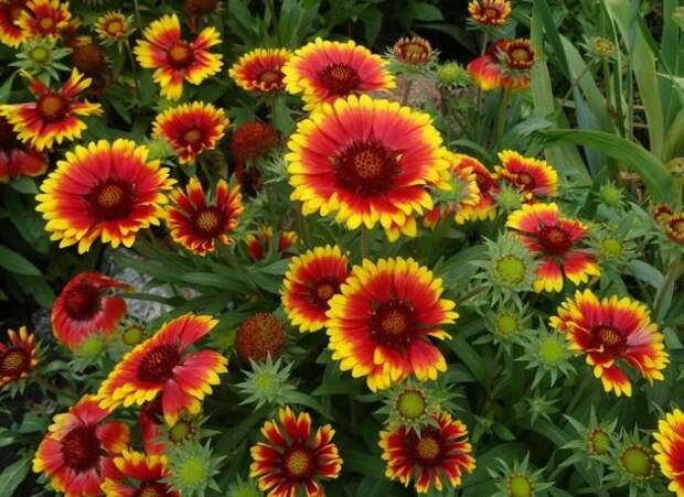 Огненное колесо Гайлардии: посадка и уход для обильного и длительного цветения