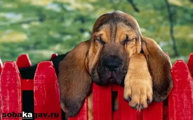 Бладхаунд собака. Описание, особенности, уход и цена бладхаунда