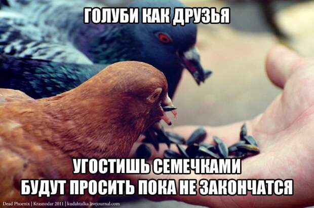 Картинки по запросу фото приколы девушка