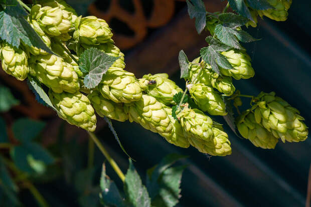 В России с 1 января 2027 года вступит в силу новый ГОСТ на пиво