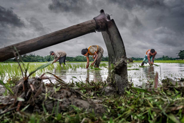 Семья работает на рисовом поле, Западной Бенгалии, Индия